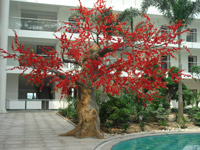 ��������Ԣ